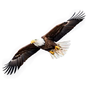 American Eagle Gliding PNG Tul PNG