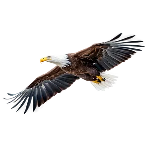 American Eagle In Flight PNG 21
