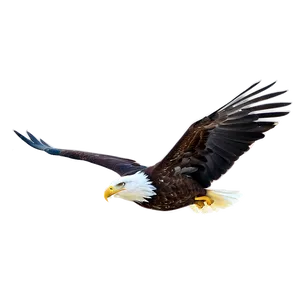 American Eagle In Forest PNG Hou92 PNG