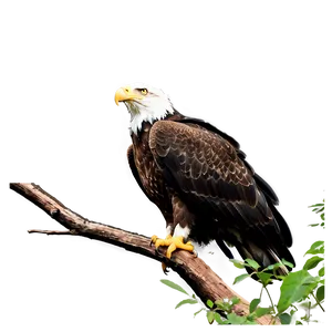 American Eagle In Nature Png 06122024 PNG image