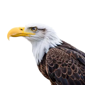 American Eagle In Snow Png Ltl93 PNG image