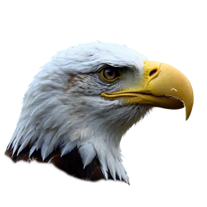 American Eagle Portrait PNG Vvt