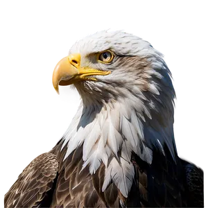 American Eagle Profile PNG 48