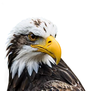 American Eagle With Prey PNG 06122024