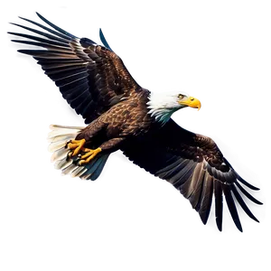American Eagle With Stars PNG Pyv