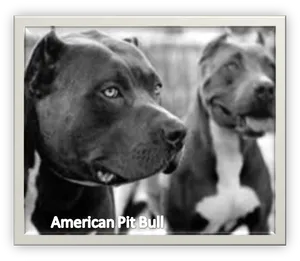 American Pit Bull Terriers Portrait PNG image