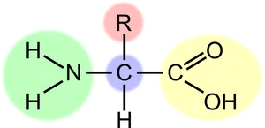 Amino Acid Structure Diagram PNG image