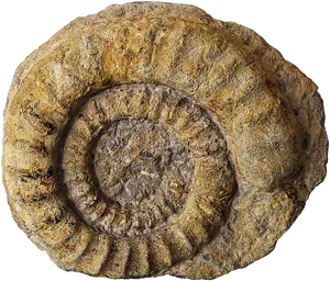 Ammonite Fossil Spiral Texture PNG