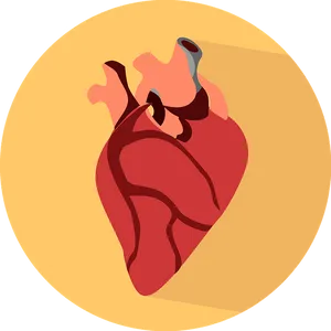 Anatomical Heart Icon PNG image