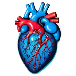 Anatomical Heart Silhouette PNG 06122024