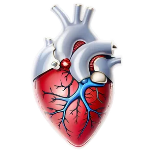 Anatomical Heart Stencil PNG 35 PNG