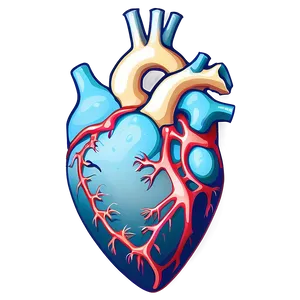 Anatomical Heart Vector Art PNG 06122024 PNG