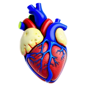 Anatomical Heart With Labels PNG Jrv79
