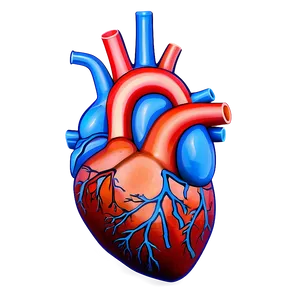 Anatomical Heart With Labels PNG Oku13 PNG