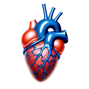Anatomical Heart With Veins PNG 06122024