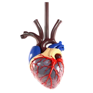 Anatomical Heart With Veins PNG Jye