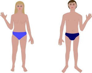 Anatomical Illustrationof Manand Woman PNG image