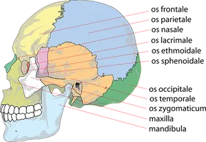 Anatomical Skull Illustrationwith Force Lines PNG image