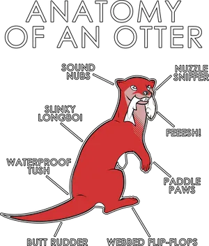 Anatomyofan Otter Illustration PNG image