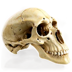 Ancient Animal Skull PNG Mjj98 PNG