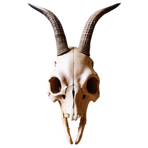Ancient Animal Skull PNG Wdh68 PNG