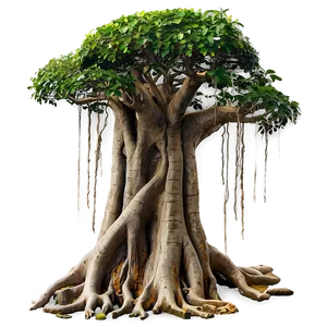 "ancient Banyan Tree PNG" 04302024