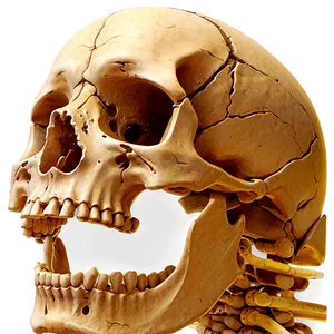 Ancient Bones PNG Pro50 PNG
