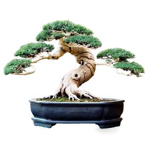 Ancient Bonsai Trees PNG 05042024