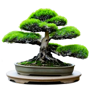 Ancient Bonsai Trees PNG 12