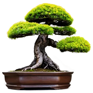 Ancient Bonsai Trees PNG 18