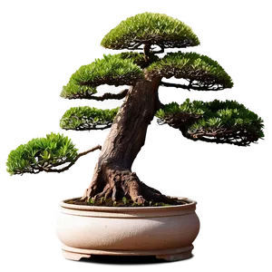 Ancient Bonsai Trees PNG 84