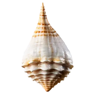 Ancient Conch Shell PNG 26
