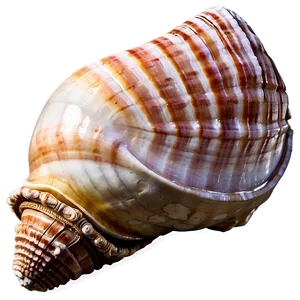 Ancient Conch Shell PNG Kfg31 PNG