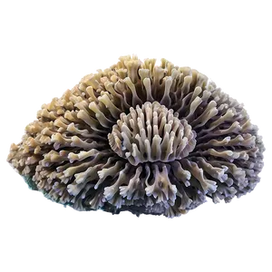 Ancient Coral Formation PNG 05242024 PNG