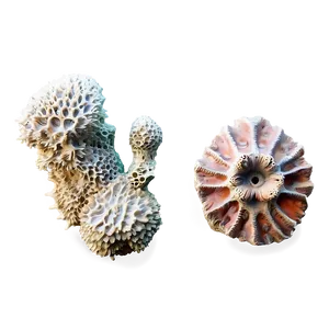 Ancient Coral Formation PNG 52 PNG