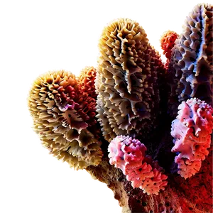 Ancient Coral Formation PNG Fql PNG