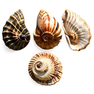 Ancient Fossilized Shells Png Rki98 PNG image