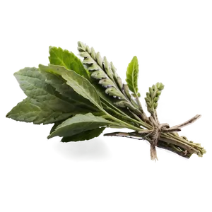 Ancient Herb PNG 06272024