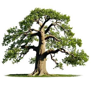 Ancient Oak Tree PNG 49 PNG
