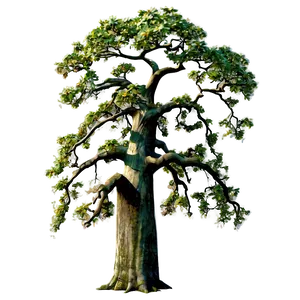 Ancient Oak Tree PNG Yej91 PNG