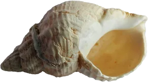 Ancient Sea Shell Fossil PNG image