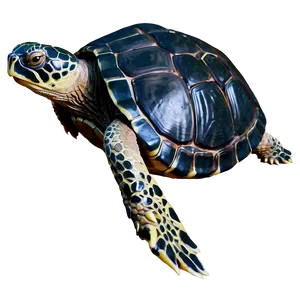 Ancient Turtle Drawing Png Avx PNG image