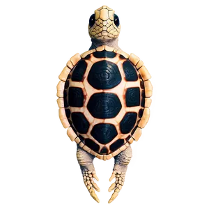 Ancient Turtle Fossil Png 63 PNG image