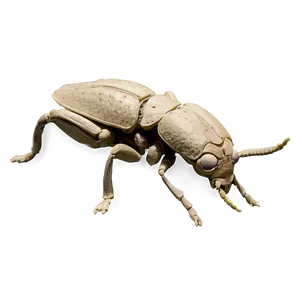 Ancient Weevil Fossil PNG Lak PNG