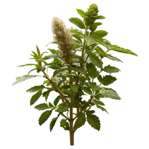 Ancient Wisdom Herb PNG 46 PNG
