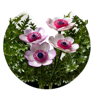 Anemone Flower Circle PNG Eiv PNG
