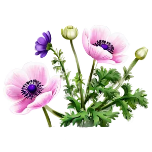 Anemone Flower Illustration PNG 05252024 PNG