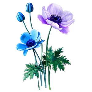 Anemone Flower Illustration PNG Htp PNG