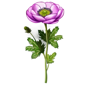 Anemone Flower Illustration PNG Xqv30 PNG