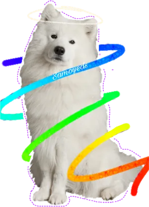 Angel Halo Samoyed Dog Surrounded By Colorful Rings PNG image